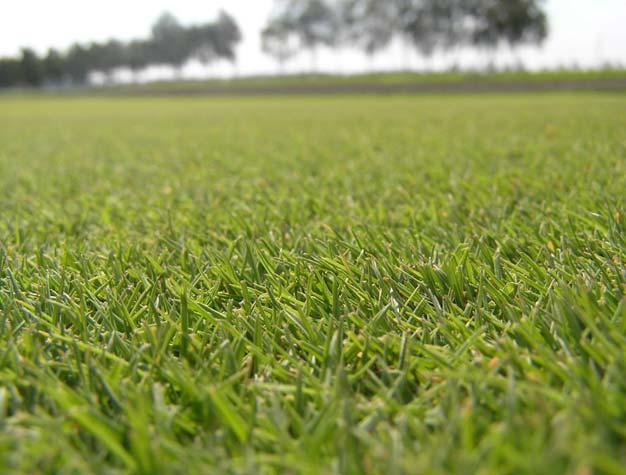 cool season / warm season grasses Seite 37 Stärken der Rasengräser Rasengräser ser sind Partner für f r gesunde Sport- und Freizeitaktivitäten. ten.
