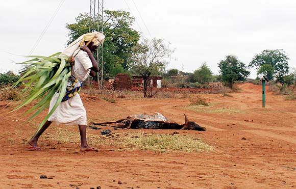 Auswirkungen des Klimawandels - Klimaphänomene Trockenheit, Dürre Nahrungsmittelproduktion