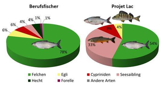 Abb. 2: Vergleich der Fänge von Berufsfischern von 2010 2013 mit den standardisierten Fängen von «Projet Lac».