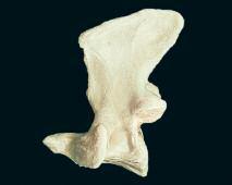 1 Skelett des Stammes Schwein, Rind und Pferd Tuberculum dorsale Foramen alare und Foramen vertebrale laterale Arcus