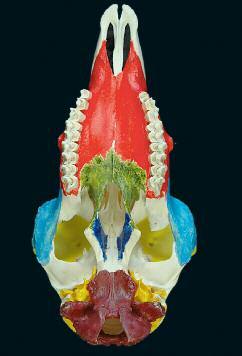 1 Skelett des Stammes Schädel Schaf Os nasale Maxilla Os zygomaticum Os lacrimale Os frontale Os temporale Os parietale Os occipitale Schädel eines Schafes