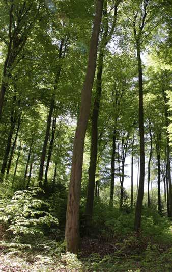 GENERATIONEN- VERTRAG NACHHALTIG SEIT 300 JAHREN Forstleute haben die Nachhaltigkeit erfunden.