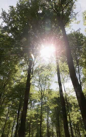 KLIMAWANDEL EIN KLIMASCHÜTZER BRAUCHT UNTERSTÜTZUNG Wälder und Holzprodukte entziehen der Atmosphäre große Mengen klimaschädlichen Kohlenstoffdioxids.