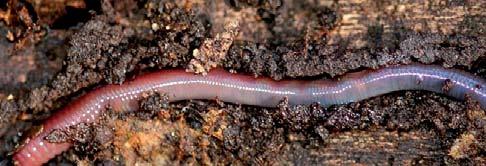 Gesunderhaltung der Pflanzen Regenwürmer durchlüften den Boden und sorgen für Wasserdurchlässigkeit.
