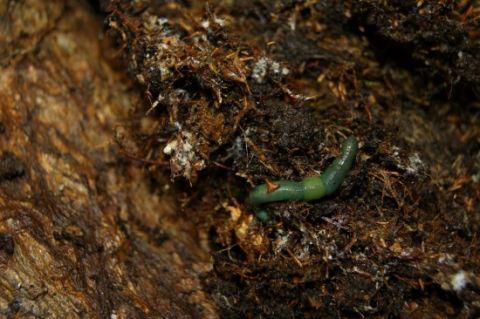 Regenwürmer: weltweit 3500 Arten