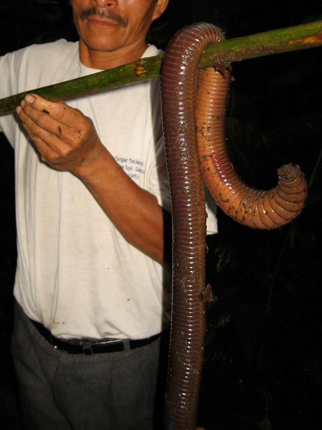 Regenwürmer Kärnten, 6 cm lang weltweit