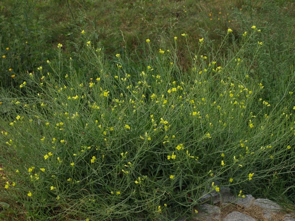Diplotaxis tenuifolia an