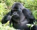 Man nennt in Silberrücken. Der Silberrücken beschützt seine Familie mit Hilfe der anderen Gorillamännchen.