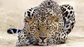 Der Leopard beschützt seine Familie.