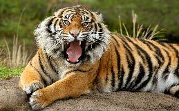 Die männlichen Tiger können bis zu 300kg schwer werden. Wenn die Tiger jagen gehen sind sie allein unterwegs. Sie sind Meister im Anschleichen.