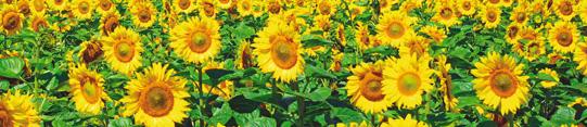 Sonnenblumen Nachsaat Keimung Unkrautregulierung Blattentwicklung Blütenentwicklung Nachsaatbehandlung Sitradol SC 2 l/ha + Spectrum 1 1,4 l/ha Racer CS 2 l/ha Sofort nach Saat anwenden, Saatgut muss