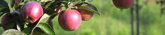 Apfel/Birne Bio Austrieb Vorblüte Blüte Nachblüte Triebabschluss Ernte Schutz vor Schädlingen Austernschildläuse, Frostspanner, Gallmilben, Napfschildläuse, Rote Spinne, Birnpockenmilbe, Gemeine