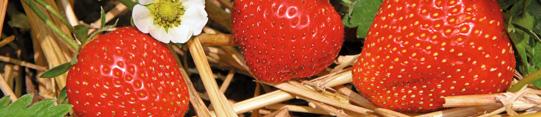 Erdbeeren Pflanzung Austrieb Blütenknospen sichtbar Vollblüte Fruchtentwicklung Nach der Ernte Schutz vor Schädlingen Erdbeerblütenstecher, Thrips TAK 50 EG 0,2 kg/ha Wartefrist: 21 Tage.