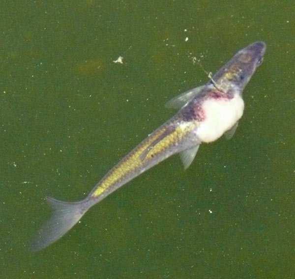 Sicherlich ist es nicht so einfach möglich den erkrankten Fisch im Teich schnell zu fangen und zu untersuchen.