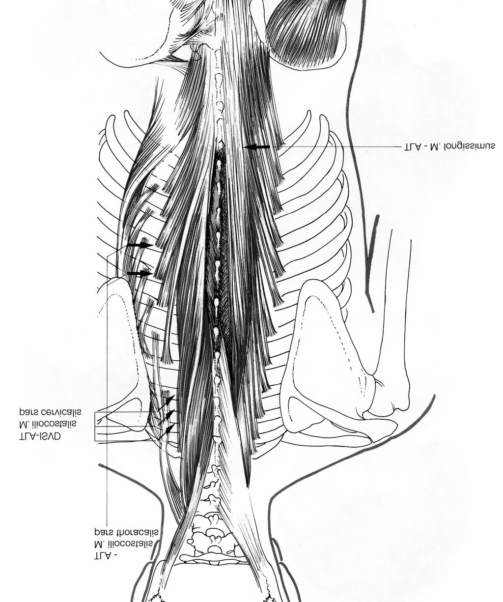 TLA über die Muskulatur Thorax dorsal TLA M.