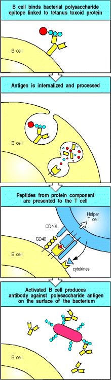 Mit Polysaccharidantigenen verknüpfte Proteinantigene ermöglichen es, dass die T-Zellen den polysaccharidspezifischen B-Zellen helfen, sich zu B-Gedächtniszellen umzuwandeln Der Imfstoff gegen