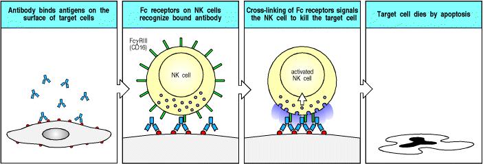 IgG-vermittelte antikörperabhängige Zytotoxizität - ADCC Antikörper binden an die Zielzelloberfläche FcR auf NK-Zellen erkennen die gebundenen Antikörper Querverbindung der FcRn verursacht Tötung der