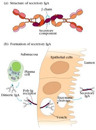IgM und IgA Isotypen können mit Poly-Immunglobulin-Rezeptoren durch Epithelzellen auf die Mukosaoberfläche transportiert werden
