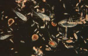 Phytoplankton wiederum dient als Nahrungsquelle für kleine Tiere in den Ozeanen, zum Beispiel kleinste Krebstierchen (Zooplankton).