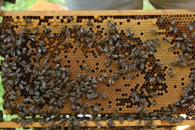 Sind die Wabengassen gut mit Bienen besetzt (auch im unteren Bereich) und verfügt das Volk über mehrere Waben mit gedeckelter Brut, muss erweitert werden.