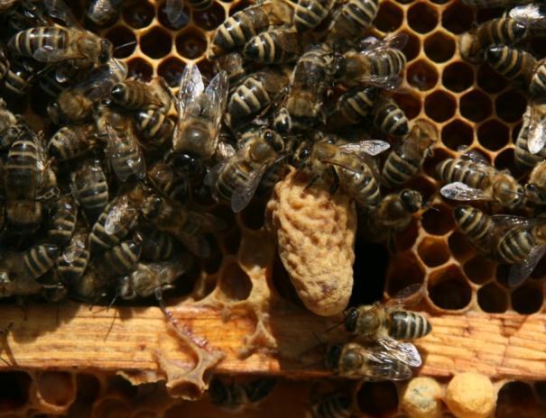 Wenn die Bienen diese Waben nicht vorher gründlich von diesen Honigresten reinigen, wird der frische Honig bereits mit Hefezellen geimpft und geht später auch bei niedrigerem Wassergehalt leichter in