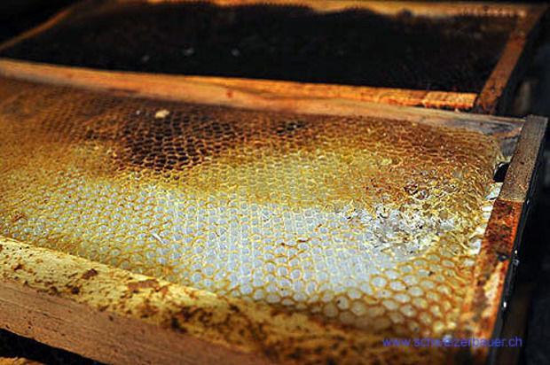 WISSENSWERTES zu den Bienenwaben Perfekte Form Schon in der Antike rief der Aufbau der Bienenwaben Erstaunen hervor.