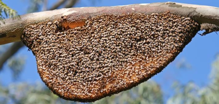 Im Experiment vermassen die Forscher die Materialeigenschaften von Waben der Italienischen Honigbiene im Detail, und zwar in verschiedenen Altersklassen von ganz frisch bis zweijährig.