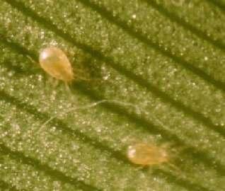 Biologische Bekämpfung von Thripsen Hypoaspis miles: Frisst Thripspuppen im Boden, Trauermückenlarven, Sumpffliegenlarven, Collembolen.