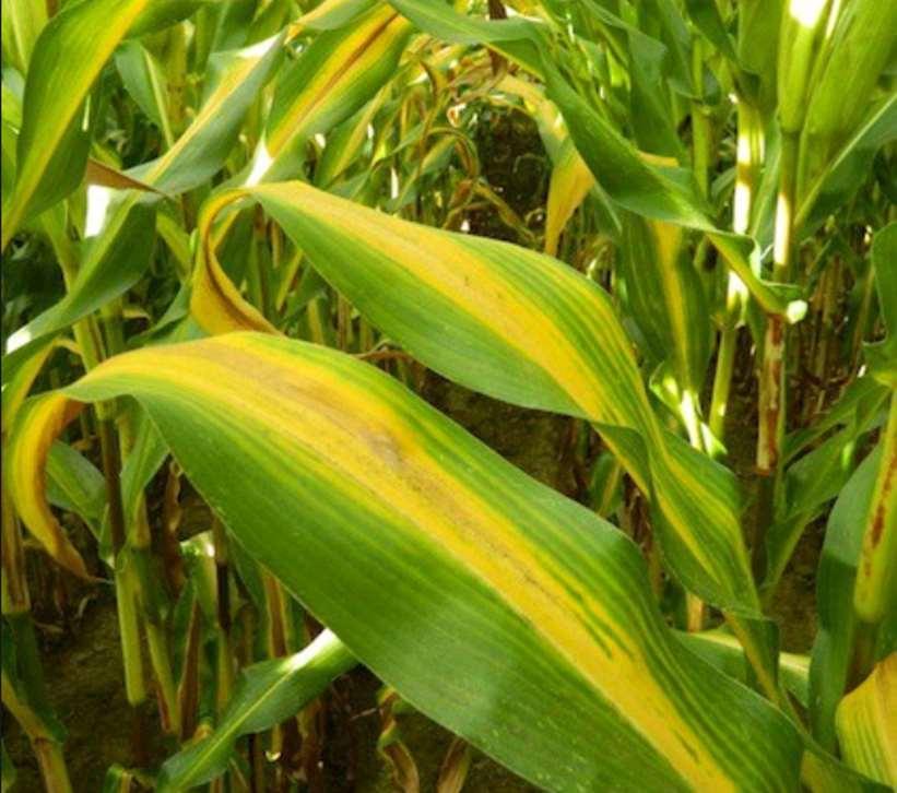 Pflanzenernährung und Maisertrag Stickstoff ist unverzichtbar für hohe Maiserträge. Er beschleunigt Pflanzenwachstum und - entwicklung und muss jederzeit verfügbar sein.