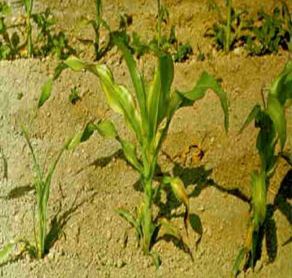 Kalium (K 2 O) Nimmt in den Pflanzen Einfluss auf den Wasserhaushalt. positive Auswirkungen auf die Dürre- und Kälteresistenz von Mais. Folie 24 Unterversorgung führt zu erhöhtem Wasserverlust.