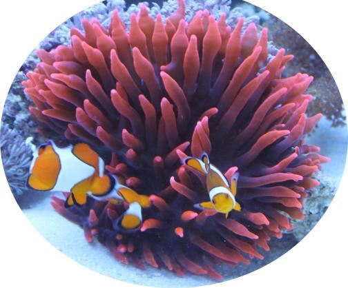 Das Riffaquarium Wer hat nicht schon einmal davon geträumt einen "Nemo" oder eine "Dori" zu besitzen? Die Meerwasseraquaristik ist mit Sicherheit ein sehr interessanter Teil der Aquaristik.