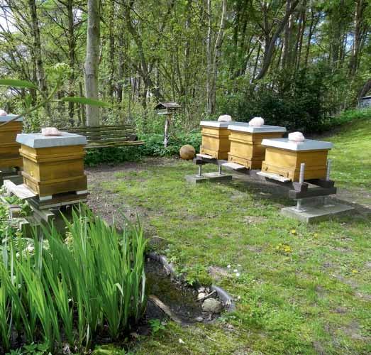 natur erleben Die fleißigen Bienchen Die Honigbiene gibt es schon viele Millionen Jahre, und unbestritten lebt sie wesentlich länger als wir Menschen.