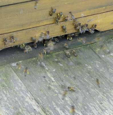 Bienen kommen mit Rapspollen am Körper zurück zur Bienenbehausung (Foto links). Auf dem Foto in der Mitte putzen Bienen die Waben.