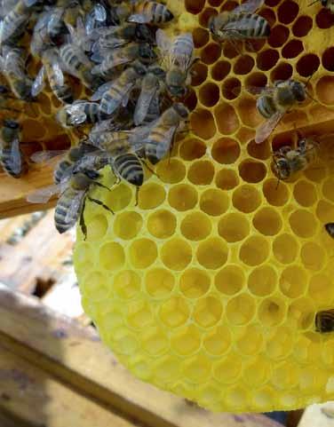 Jede einzelne hat ihre eigenen zugewiesenen Aufgaben, denn ein Bienenvolk arbeitet sehr organisiert. Die Arbeiterinnen machen in etwa 90 Prozent des Volkes aus.