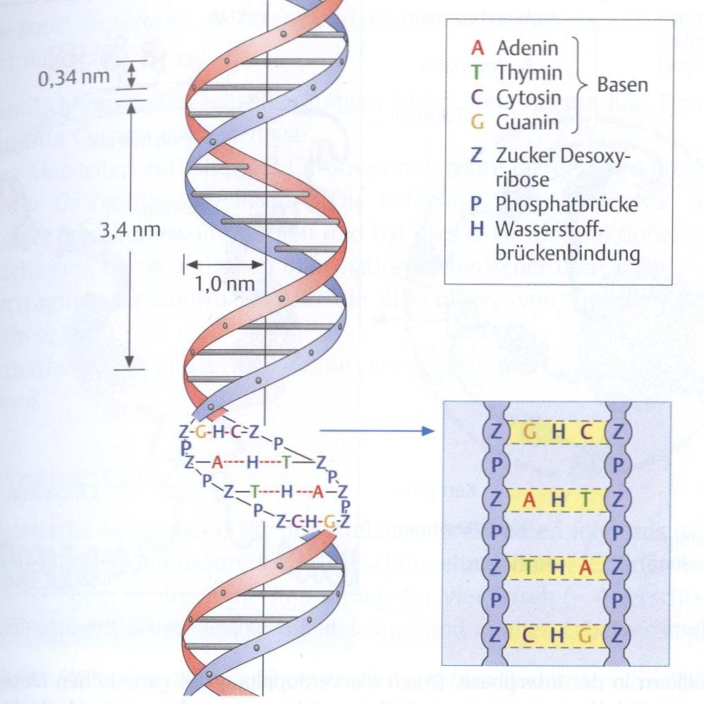 Die DNA/DNS Desoxy-Nucleic-Acid Desoxy-Ribo-Nukleinsäure