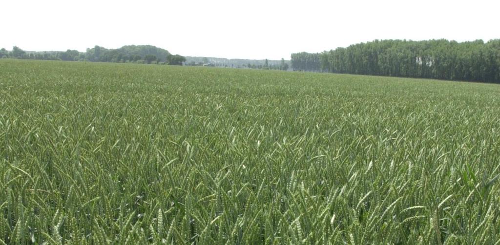 Ertragshemmend wirken: Welche Faktoren bremsen den Ertragszuwachs von Weizen? Unsere Sorten haben ein Leistungspotential von über 17 t/ha.