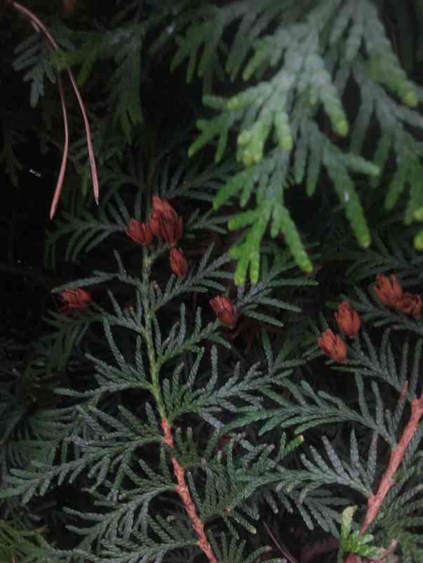 2 Grundlegende Merkmale Lebensbaum (Thuja) - Fruchtstand (Zapfen): länglich, sich öffnende Schalen - Habitus: aufrecht, selten überhängend - Blätter: Schuppen
