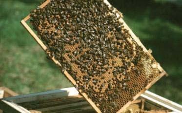 Solche großflächig verdeckelte Schröpfwaben entnimmt man mit Bienen, ohne Königin - zum Bilden von Sammelbrutablegern.
