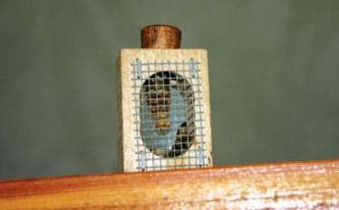 Die Bienen im Hobbock werden entweder ins Volk zurückgegeben oder zu Kunstschwärmen verarbeitet (1,0 kg Bienen/Kunstschwarm plus unbegattete Königin).