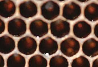für einen hohen Varroabefall sind: - Kothaufen in den Wabenzellen nach Schlupf der Bienen oder aufbrechen des Drohnenbaues Kleine weiße Kothäufchen sind
