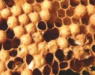 - Auftreten von Zwergbienen (kurzer Hinterleib): Zwergbienen - ebenso ein Alarmzeichen für hohen Varroabefall sind gut im Bienenvolk zu erkennen, ihre