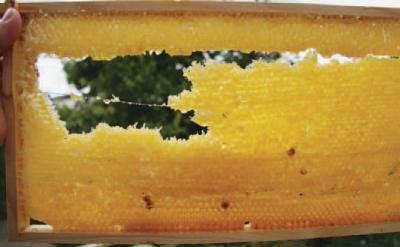 des Honigs. Spätestens bei der Schleuderung auf den Feuchtegehalt des Honigs achten: Trockener Honig faltet oder bildet spiralförmige Türmchen. Nasser Honig läuft wie Wasser.