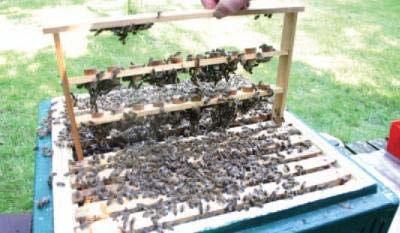 Tipp für erfahrene Imker: Spätvermehrung von Bienen - völkern bei der Honigernte durch Sauglingsbildung 21 Tage vor der Honigernte ein Pflegevolk bilden Bei der Durchsicht der Völker wird ein