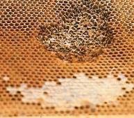 - schlüpft die Bienenbrut, sieht man braunes flauschiges Zelldeckelmaterial (Seide) in den Gassenstreifen. Hellbraune junge Milben unterstreichen die Diagnose schlüpfende Brut.