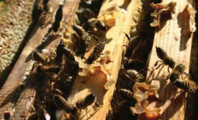auffüllen, Aufwandmenge: 2,5ml /besetzte Wabe, in einem sehr dünnen Strahl auf die Bienen träufeln. Bewährt haben sich hierzu Injektionsspritzen mit Nadelaufsatz.
