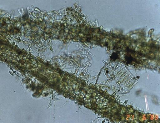 Spezialwissen Fauna & Flora Cladophora sp. mit zahlreichen Verzweigungen Umweltansprüchen.