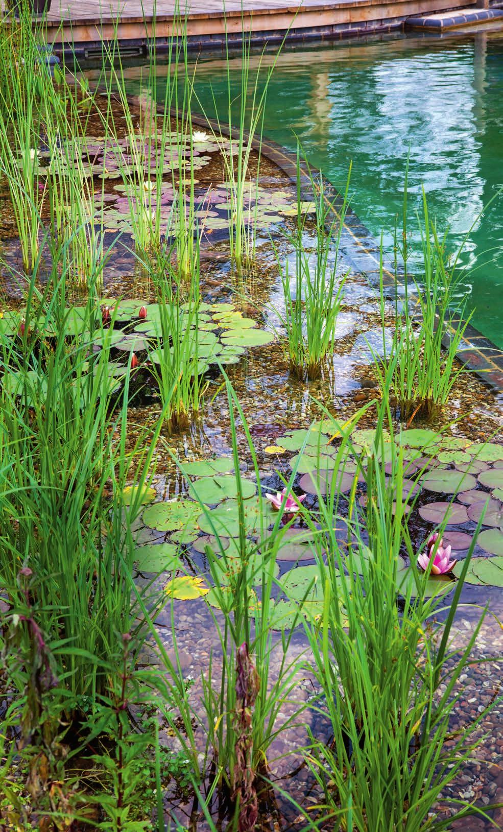 Wasserqualität: 1 Die Scheinzypergras-Segge (Carex