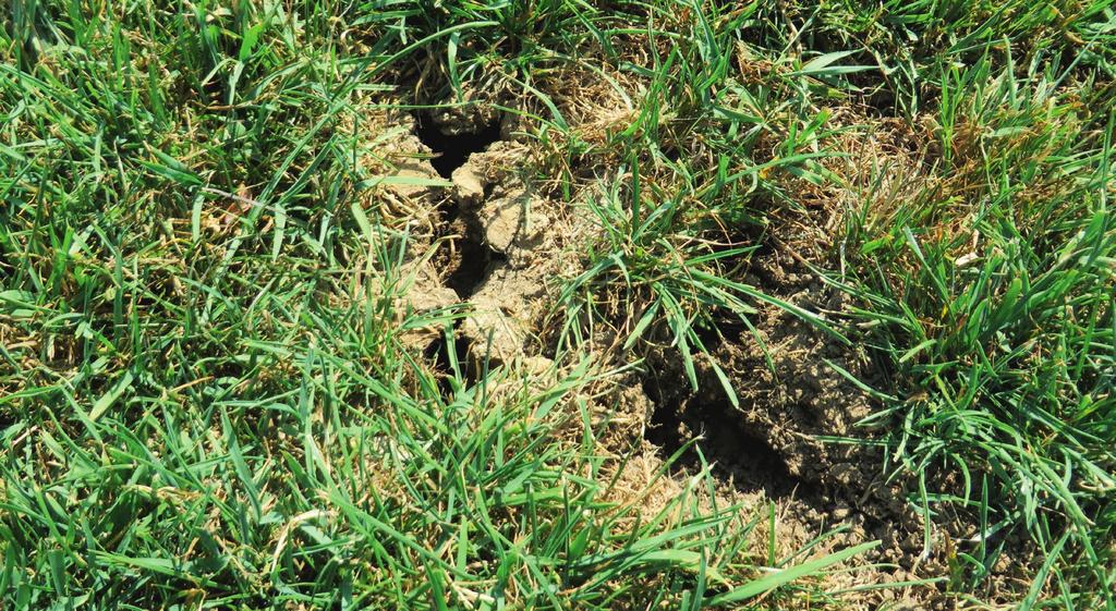 Rasenregeneration nach Sommertrockenheit Kahlstellen im Rasen haben verschiedene Ursachen Durch die längeren, wiederkehrenden Trockenperioden haben sehr viele Rasenflächen Schaden genommen.