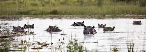 Von links nach rechts: Männliche Antilopen verteidigen Herden, die aus Dutzenden Weibchen bestehen. Flusspferde verlassen das Wasser bei Sonnenschein nicht, da ihre Haut sonst verbrennt.