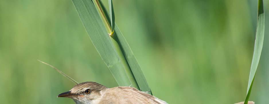 Klingnauer Stausee 3 Einladung zum Herbstvortrag 2014 4 NVVB-Jungvögel: die